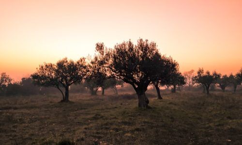 david-boca-ZKIWulcgeOA-unsplash