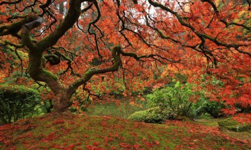 david-wirzba-AK9ufbcsqGk-unsplash