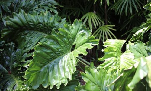 dawn-mcdonald-NO--p2EkC6Y-unsplash (1)