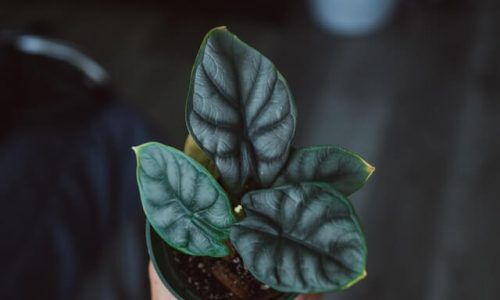 dex-ezekiel-wtHv25pUeUY-unsplash (1)