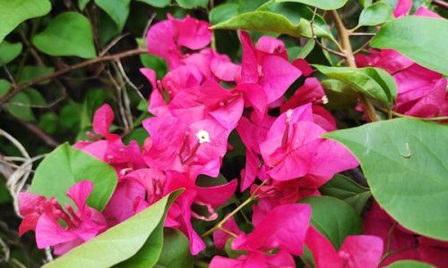 dinesh-jatav-Gr4VoYpTi2I-unsplash