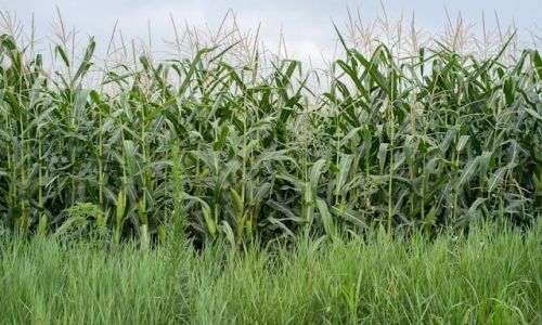 dmitry-ant-sQXsC_YZgzE-unsplash (1) (1)