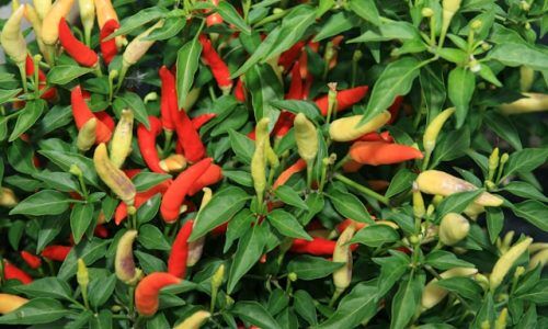 donna-koch-5YadkVovbI8-unsplash