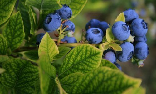 elisabeth-joly-d7jhBvnZ9Pc-unsplash