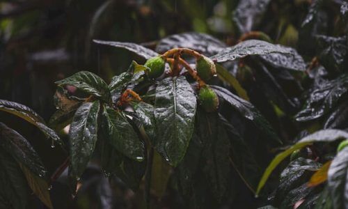 engin-akyurt-SiXmX2zYfp4-unsplash (1)