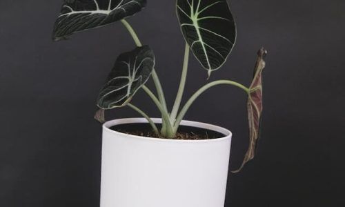 feey-GtvCqfbjTNU-unsplash (1)