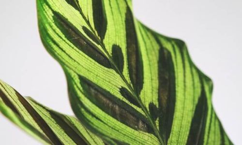 feey-OKqyGKxzgyQ-unsplash (1)