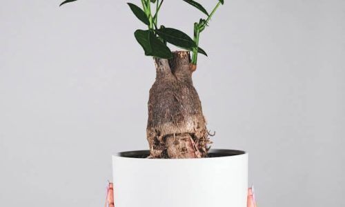 feey-eUp2tyQk4NU-unsplash (1)