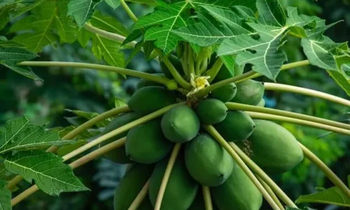 francis-tokede-1axSA5CnYGY-unsplash (1)