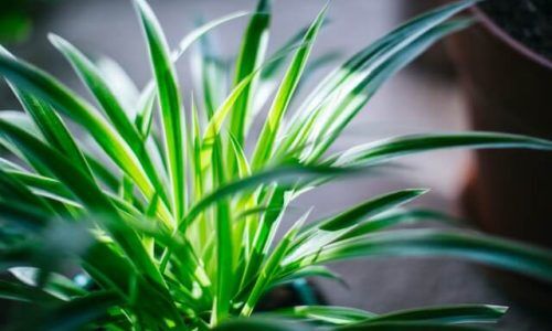 fukayamamo-9K2mR61LG4s-unsplash (1)