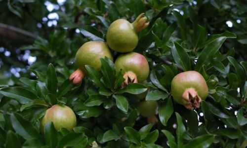 haci-elmas-rjpYvmhs57s-unsplash (1)