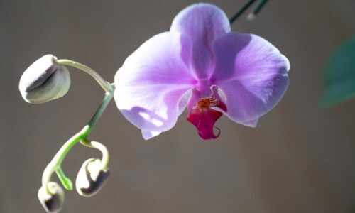 henriette-m-driessens-nTDjh8VwRdA-unsplash