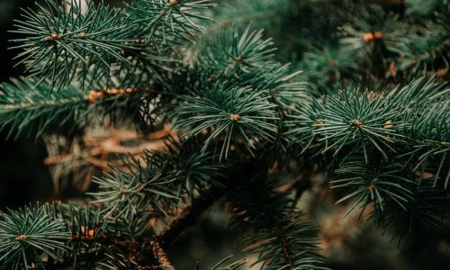 irina-iriser-Ce8-g31suDQ-unsplash (1)