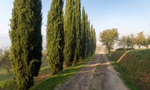 italian-cypress-tree-growing-guide-7108396_01-18418fa414ee4495abaf371c8b338c9d (1)