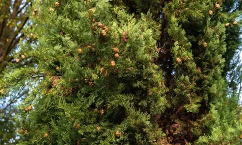 italian-cypress-tree-growing-guide-7108396_04-6263c2fa0de34700af0a2d717925ff17 (1)