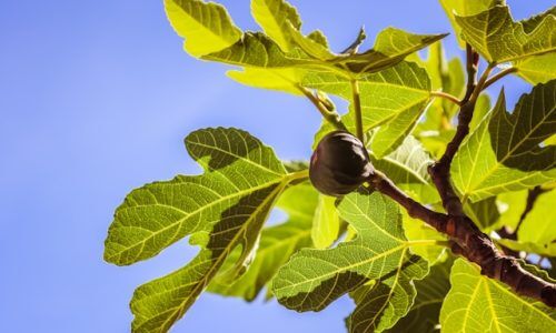 jametlene-reskp-djfmvVY-7aE-unsplash