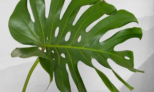 jannet-serhan-EUzzO1ZQYZ8-unsplash (1)