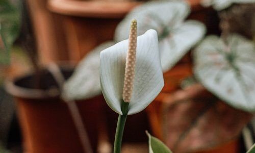 jungle-space-sRE9g1Hk-9A-unsplash (1)