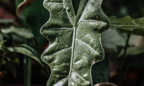 jungle-space-yKBnSa0l7as-unsplash (1)