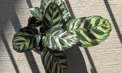 kae-anderson-06pdCDOl4nY-unsplash (1)