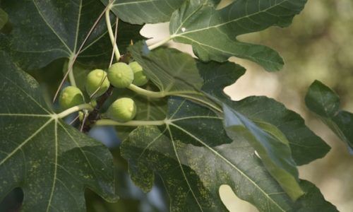 kalina-o-t0dPdUbaOh4-unsplash