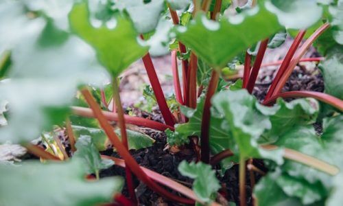 kaori-nohara-Z6WWoXbD8mw-unsplash