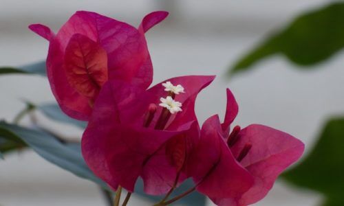 kevaughn-bennett-0eCbjtrHMu8-unsplash