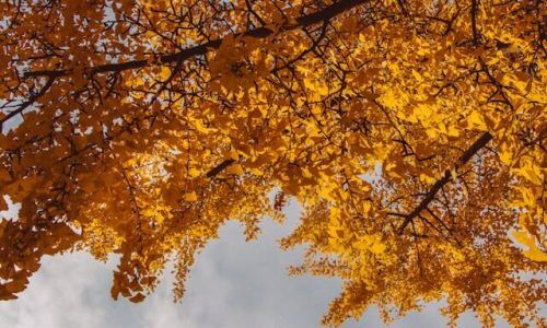 khristina-sergeychik-cSfCQifIJt8-unsplash (1)