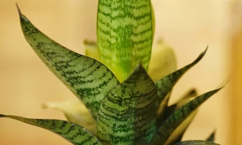 mahmudul-hasan-Vi8d2WYiew4-unsplash (1)