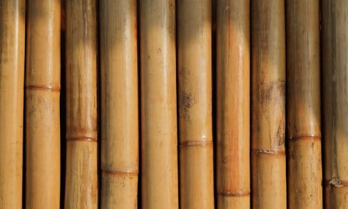 maksim-shutov-_YZmLkUg_EI-unsplash