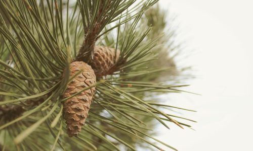 manuel-sardo-n51v2WzTv5g-unsplash (1)