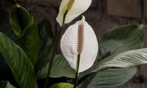 maria-elizabeth-CDoPIWJDvvw-unsplash