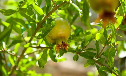 meizhi-lang-4miovuNqSIg-unsplash (1)