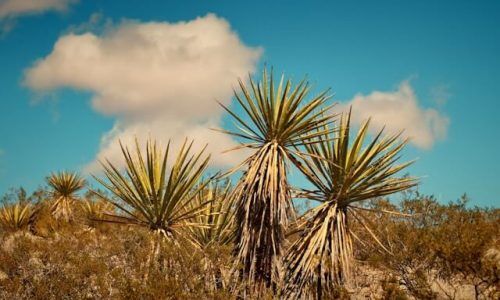 michael-yantis-Ww5nE6ymq3U-unsplash (1)