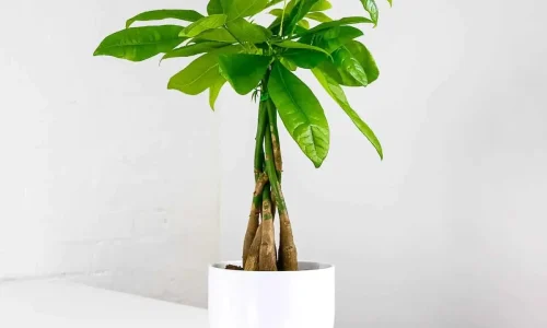 money-tree-pachira (1)