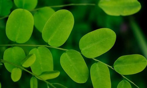 neha-maheen-mahfin-WOvJOiPwgY4-unsplash (1)