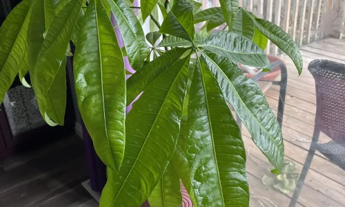 pachira-aquatica-4-scaled.jpg (1)