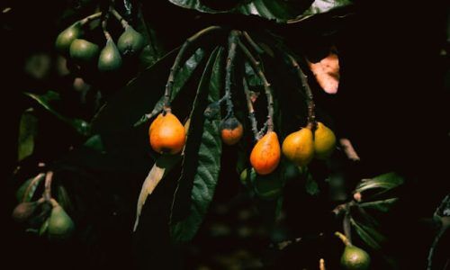 parker-sturdivant--6p0-pIJ3ck-unsplash (1)