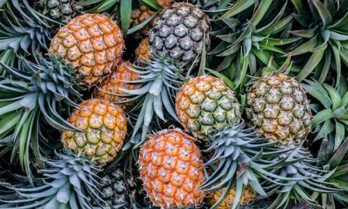 phoenix-han-ZS_RypKo9sk-unsplash (1)