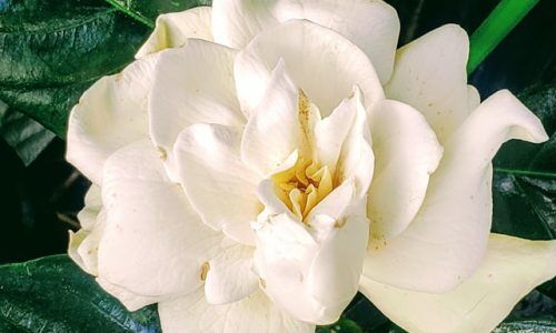 pk-mercado-KTnDIugUMW8-unsplash