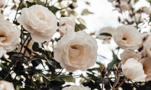 puck-milder-dj1FWFgIBTg-unsplash