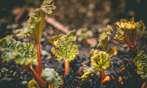 rob-wicks-JRjUjguklu8-unsplash