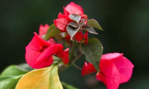 s-m-abdur-rahim-yX5O7ZR2RoI-unsplash