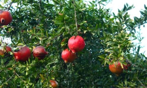 seval-torun-axbKnLip-Ko-unsplash (1)