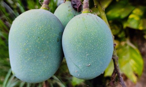 shyamli-kashyap-nLYm-HxB0FI-unsplash