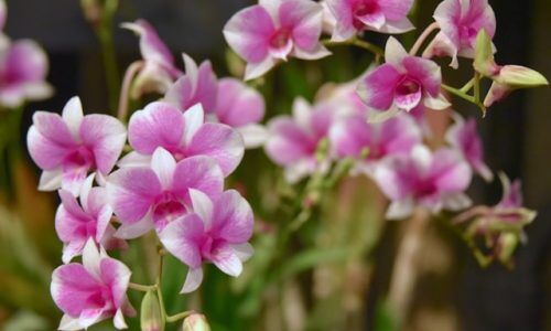 sophie-rose-ferruzza-abbQRg6THcg-unsplash