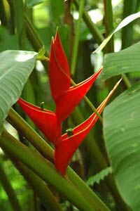 stolen_heliconia