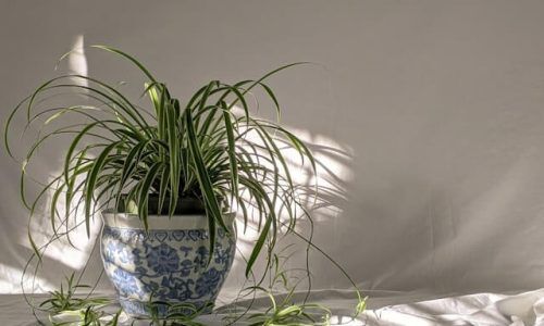 susan-wilkinson-Mfpygdu4A0E-unsplash (1)