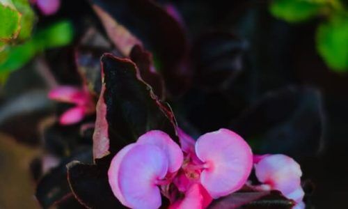 usha-kiran-8GdGIFNQPto-unsplash (1)