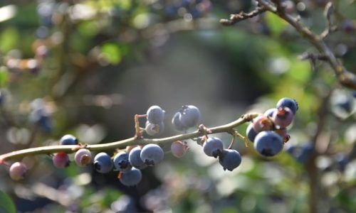 veronica-chalyj-SCH2d0Oqwd8-unsplash